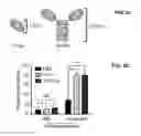 Fig. 04 - Engraftment of stem cells with a combination of an agent that targets stem cells and modulation of immunoregulatory signaling