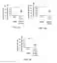Fig. 08 - Engraftment of stem cells with a combination of an agent that targets stem cells and modulation of immunoregulatory signaling