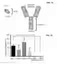 Fig. 11 - Engraftment of stem cells with a combination of an agent that targets stem cells and modulation of immunoregulatory signaling