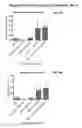 Fig. 16 - Engraftment of stem cells with a combination of an agent that targets stem cells and modulation of immunoregulatory signaling