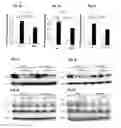 Fig. 03 - Method for protecting liver and a liver protecting agent