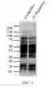 Fig. 06 - Materials and methods for improving immune responses and skin and/or mucosal barrier functions