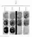 Fig. 08 - Materials and methods for improving immune responses and skin and/or mucosal barrier functions