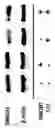 Fig. 12 - Pharmaceutical composition for suppressing cell transplant rejection