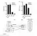 Fig. 06 - COMPOSITIONS AND METHODS THAT TARGET REGULATION OF BREATHING