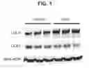 Fig. 02 - METHODS FOR REDUCING LDL-CHOLESTEROL