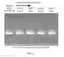 Fig. 09 - Functionalized phosphorodiamites for therapeutic oligonucleotide synthesis