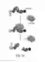 Fig. 02 - Oligonucleotide-based probes for detection of bacterial nucleases