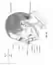 Fig. 08 - Patient interface for respiratory therapy