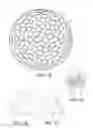 Fig. 02 - DIMPLE PATTERNS FOR GOLF BALLS