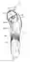 Fig. 01 - Electric shaver