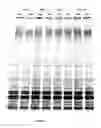 Fig. 02 - Composition and method for stabilizing and maintaining the viability of hardy microorganisms