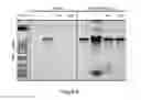 Fig. 07 - Composition and method for stabilizing and maintaining the viability of hardy microorganisms
