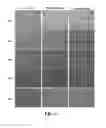 Fig. 04 - Composition for preserving cells, containing, as active ingredients, plant-derived recombinant human serum albumin and plant peptides