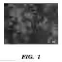 Fig. 02 - Compositions and methods for epithelial stem cell expansion and culture