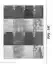 Fig. 33 - Compositions and methods for epithelial stem cell expansion and culture