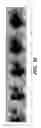 Fig. 41 - Compositions and methods for epithelial stem cell expansion and culture