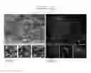 Fig. 22 - Neuromuscular Junction: NMJ-ON-CHIP