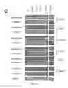 Fig. 07 - Reprogramming T cells and hematopoietic cells