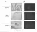 Fig. 09 - Reprogramming T cells and hematopoietic cells