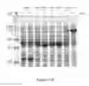 Fig. 03 - Solubility and Affinity Tag for Recombinant Protein Expression and Purification