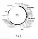 Fig. 04 - Polypeptides having xylanase activity and polynucleotides thereof