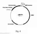 Fig. 06 - Polypeptides having xylanase activity and polynucleotides thereof