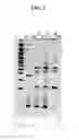 Fig. 06 - Multiple ligase compositions, systems, and methods