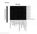 Fig. 05 - Methods for Sequential Screening with Co-Culture Based Detection of Metagenomic Elements Conferring Heterologous Metabolite Secretion