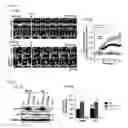 Fig. 05 - Method for improving memory using CCNY inhibitor