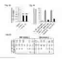 Fig. 10 - Therapeutic or prophylactic composition for TDP-43 proteinopathy