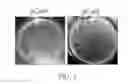 Fig. 04 - Cas9 plasmid, genome editing system and method of 