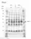 Fig. 09 - Biosynthesis of human milk oligosaccharides in engineered bacteria