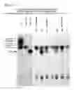 Fig. 22 - Biosynthesis of human milk oligosaccharides in engineered bacteria