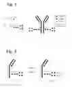 Fig. 02 - Process for the modification of a glycoprotein using a β-(1,4)-N-acetylgalactosaminyl transferase or a mutant thereof