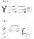 Fig. 03 - Process for the modification of a glycoprotein using a β-(1,4)-N-acetylgalactosaminyl transferase or a mutant thereof