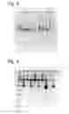 Fig. 04 - Process for the modification of a glycoprotein using a β-(1,4)-N-acetylgalactosaminyl transferase or a mutant thereof