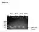 Fig. 22 - Dynamic flux nucleic acid sequence amplification