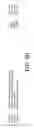 Fig. 14 - DETECTION METHODS FOR DISORDERS OF THE LUNG