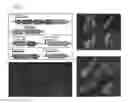 Fig. 03 - Compositions and methods for controlling cellular function