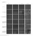 Fig. 08 - Compositions and methods for controlling cellular function