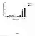 Fig. 03 - DETECTION OF VIRAL INFECTION