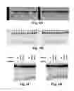 Fig. 06 - Methods and compositions for targeted single-stranded cleavage and targeted integration