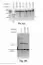 Fig. 08 - Methods and compositions for targeted single-stranded cleavage and targeted integration