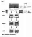 Fig. 02 - A BACILLUS METHYLOTROPHICUS STRAIN AND METHOD OF USING THE STRAIN TO INCREASE DROUGHT RESISTANCE IN A PLANT