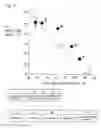 Fig. 06 - NOx storage reduction catalyst