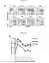 Fig. 06 - Memory invariant NKT cell marker