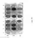 Fig. 58 - REACTIVITY-BASED SCREENING FOR NATURAL PRODUCT DISCOVERY