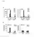 Fig. 04 - COMPOSITIONS AND METHODS FOR IDENTIFYING AND TREATING CONDITIONS INVOLVING HSF1 ACTIVITY