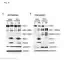 Fig. 06 - COMPOSITIONS AND METHODS FOR IDENTIFYING AND TREATING CONDITIONS INVOLVING HSF1 ACTIVITY